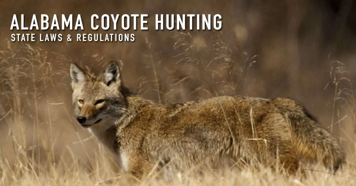 The words "Alabama coyote hunting, state laws and regulations" over a photograph of a coyote walking broadside through tall dry grass in warm light, head turned toward the camera