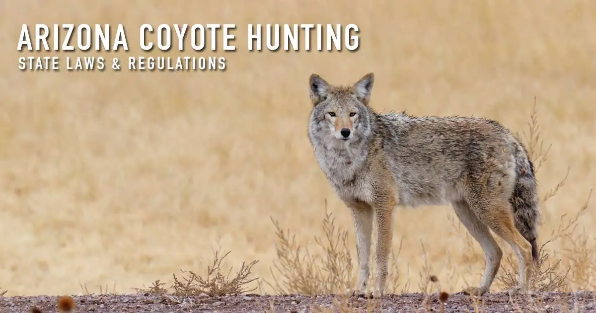 Arizona coyote hunting — state laws and regulations, over a photograph of a coyote