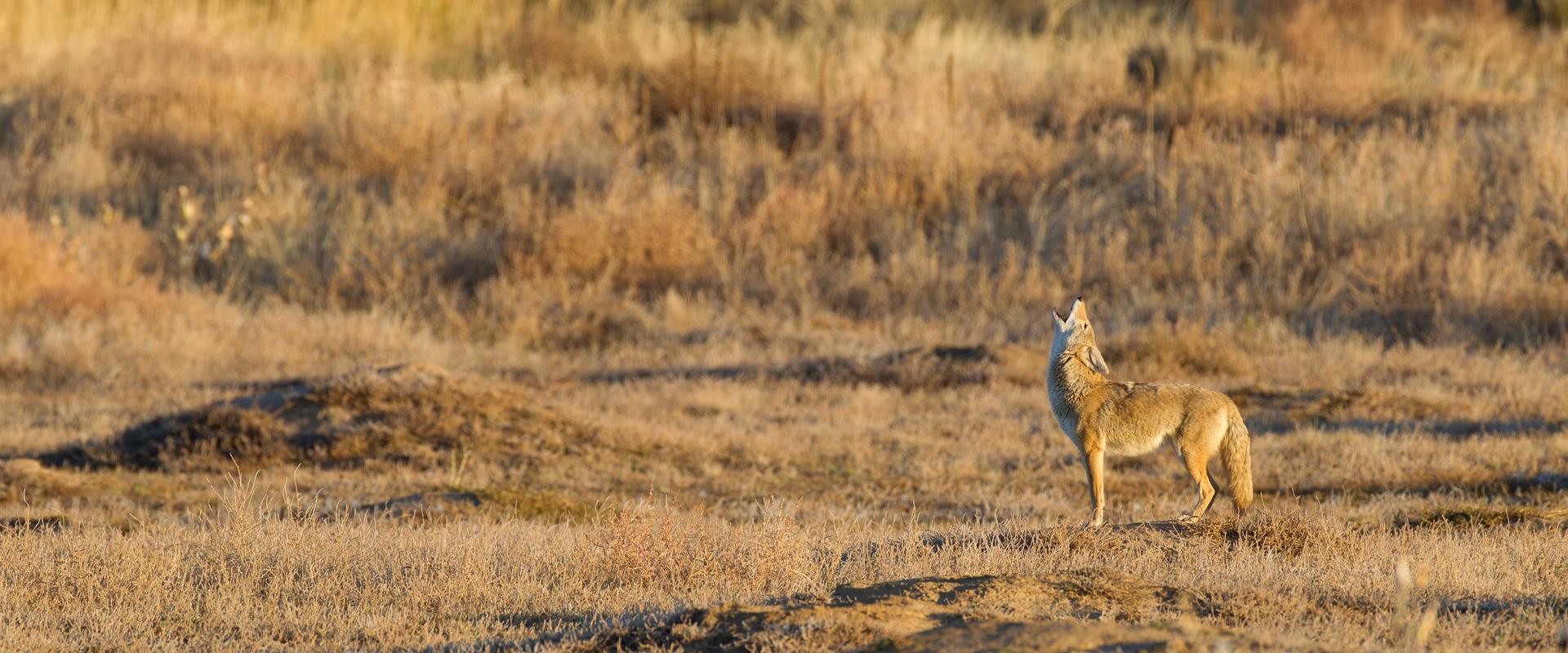A coyote howling at first light on a low rise of frost-burned grass