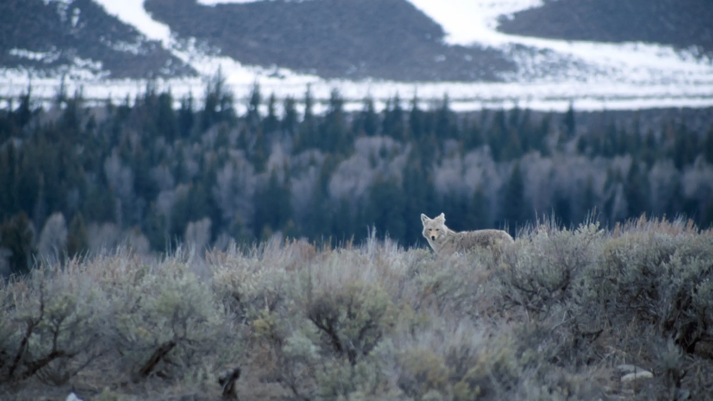 A coyote standing in low sagebrush on a ridge, head up and facing the camera, with frosted timber and snow-streaked hills behind him.