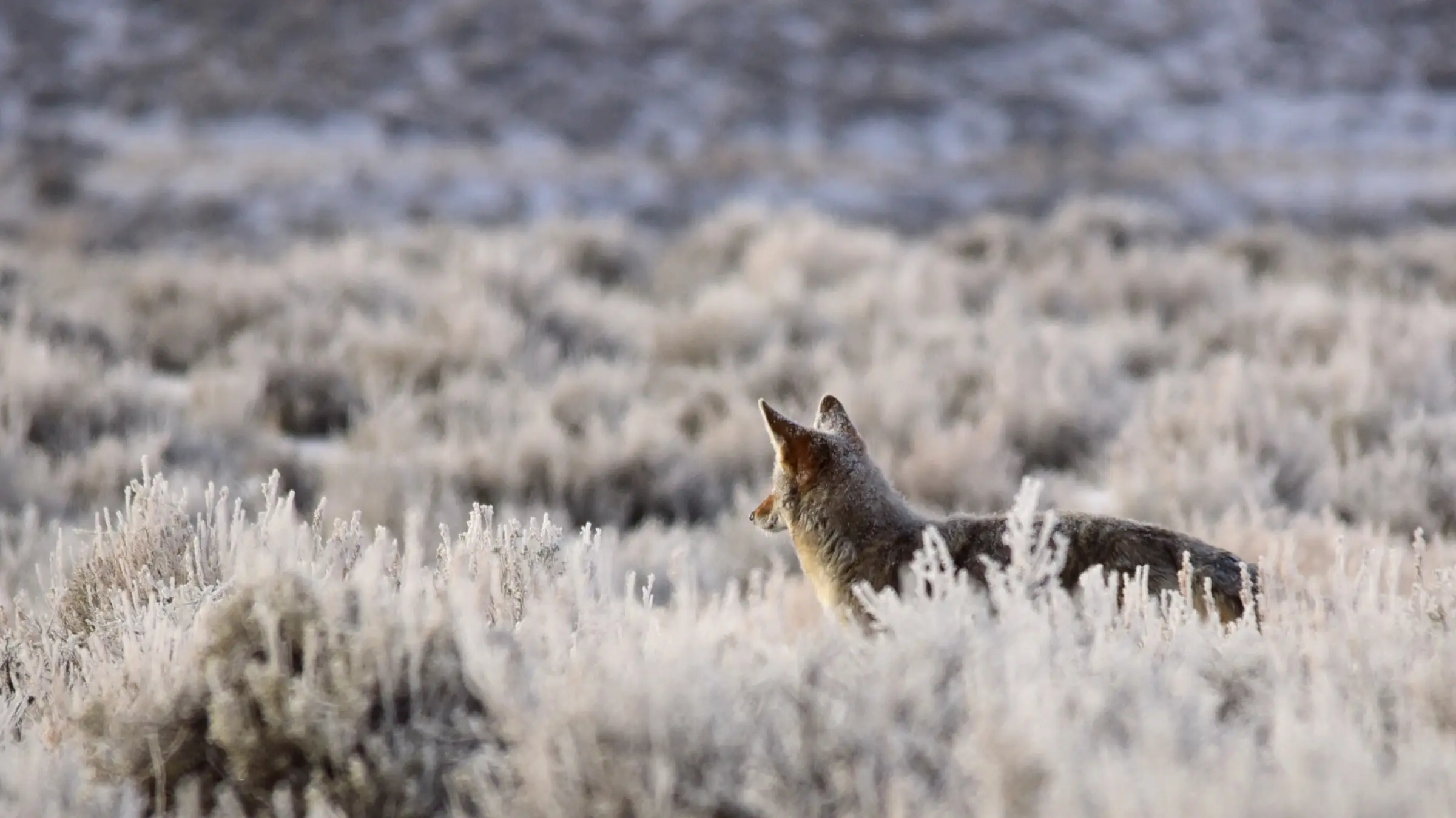 A coyote standing alert in frost-covered sagebrush at first light, ears up and head turned to listen.