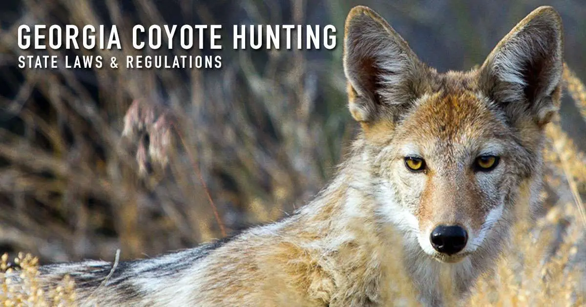 The words "Georgia coyote hunting, state laws and regulations" over a photograph of a close portrait of a coyote looking at the camera, blurred grass behind it