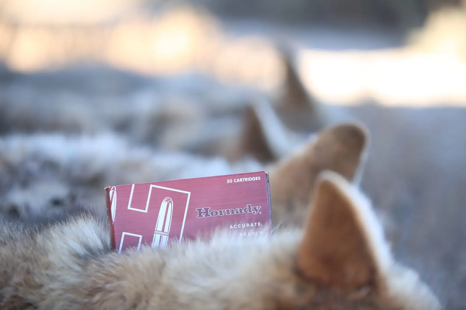 A box of Hornady ammunition stood in the fur of a coyote at first light