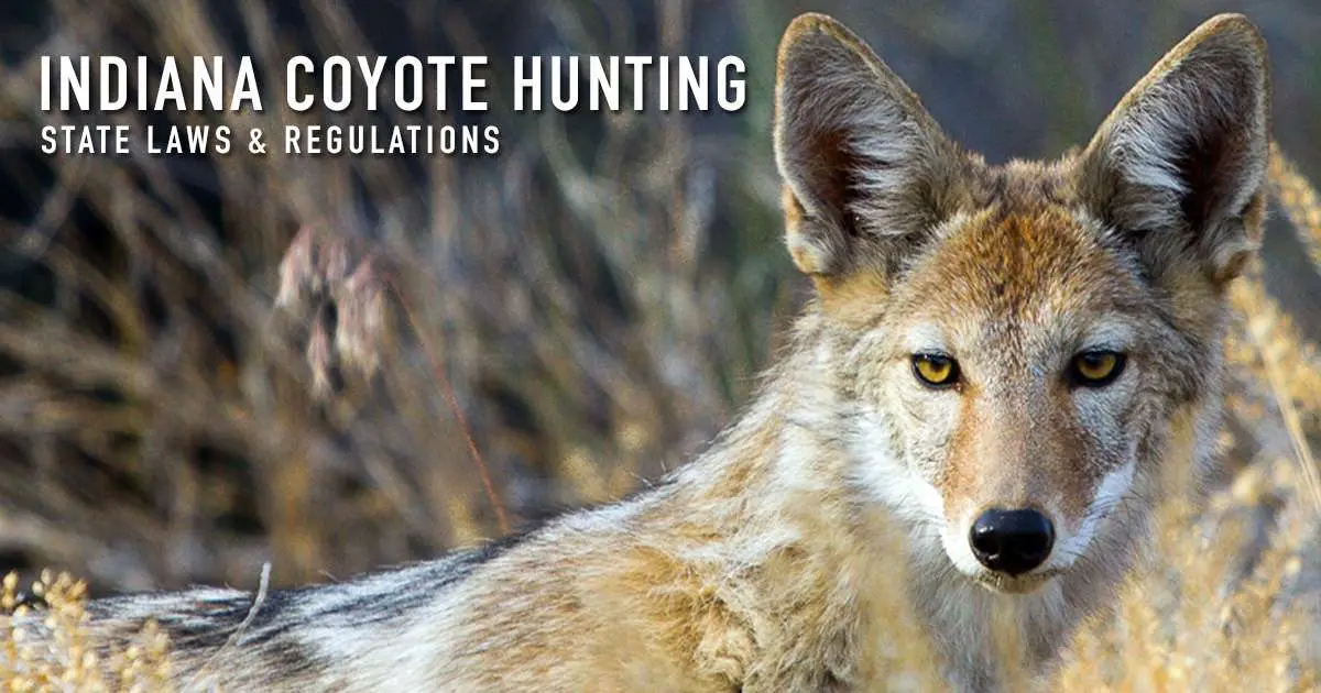 Indiana coyote hunting — state laws and regulations, over a photograph of a coyote