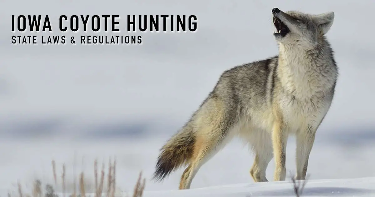 Iowa coyote hunting — state laws and regulations, over a photograph of a coyote