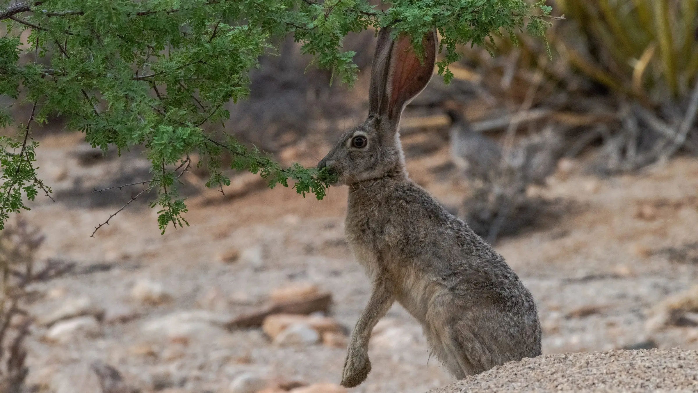 A black-tailed jackrabbit sitting upright on desert gravel, ears high, reaching up to take green foliage from an overhanging shrub.