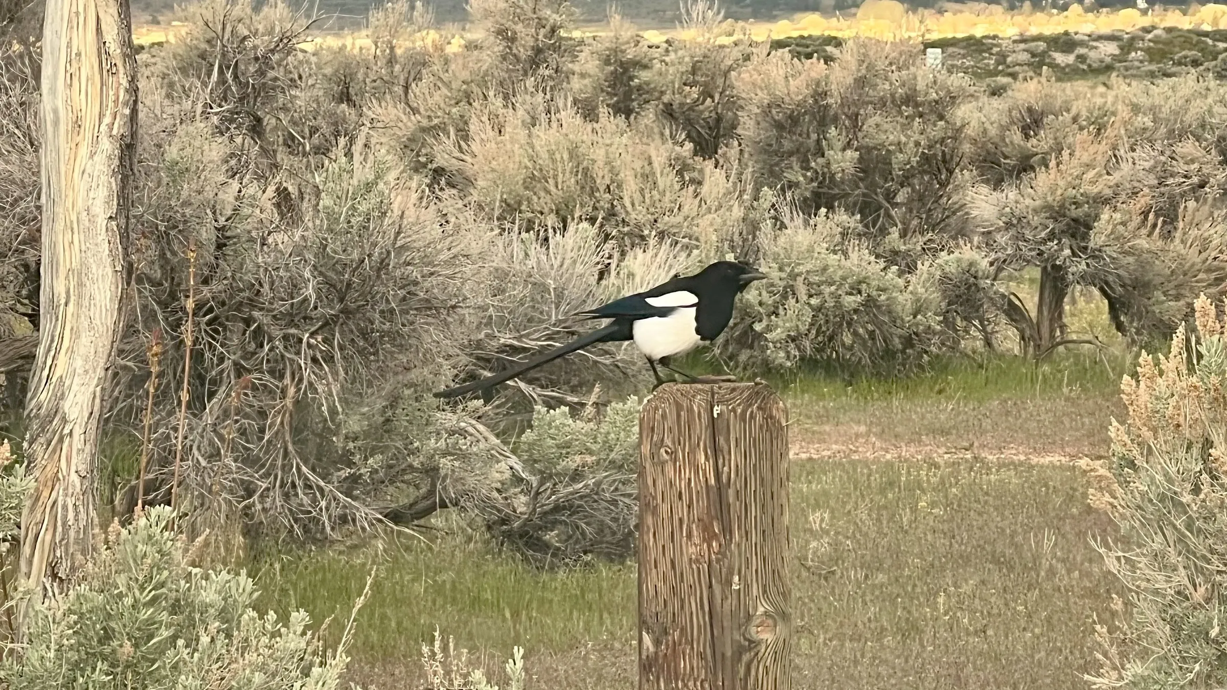 A black-billed magpie perched on a fence post in open sagebrush country
