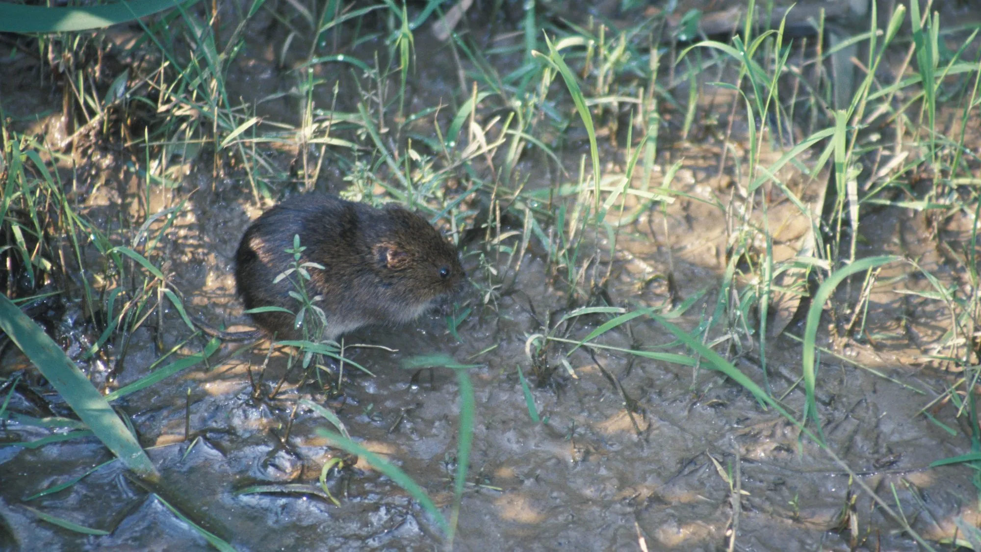 A meadow vole sitting low in wet grass at the edge of a muddy channel