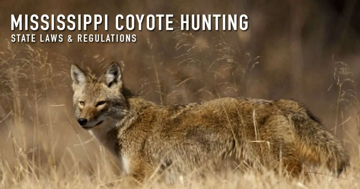 The words "Mississippi coyote hunting, state laws and regulations" over a photograph of a coyote walking broadside through tall dry grass in warm light, head turned toward the camera