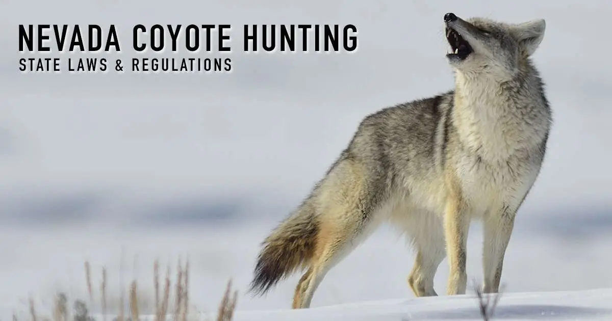 Nevada coyote hunting — state laws and regulations, over a photograph of a coyote