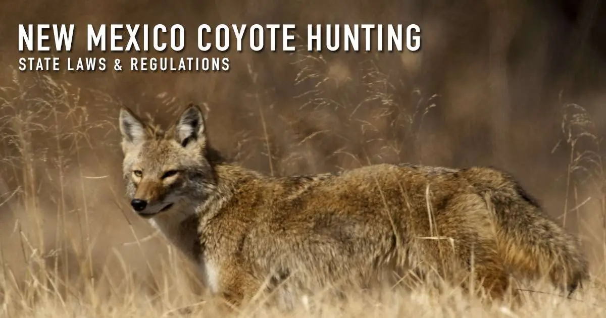 New Mexico coyote hunting — state laws and regulations, over a photograph of a coyote