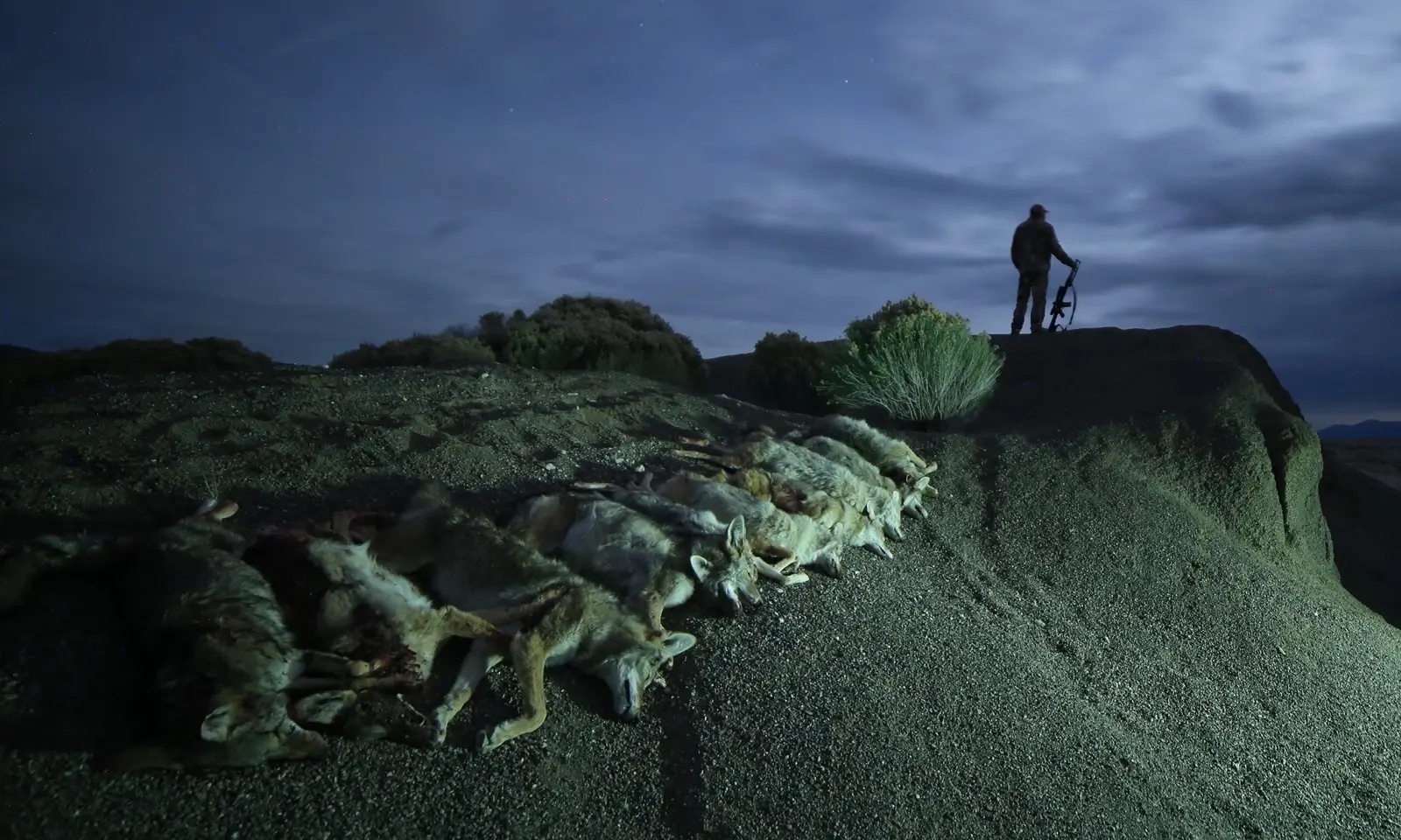 A line of coyotes laid out along a ridge at night, the hunter standing at the top against a moonlit sky