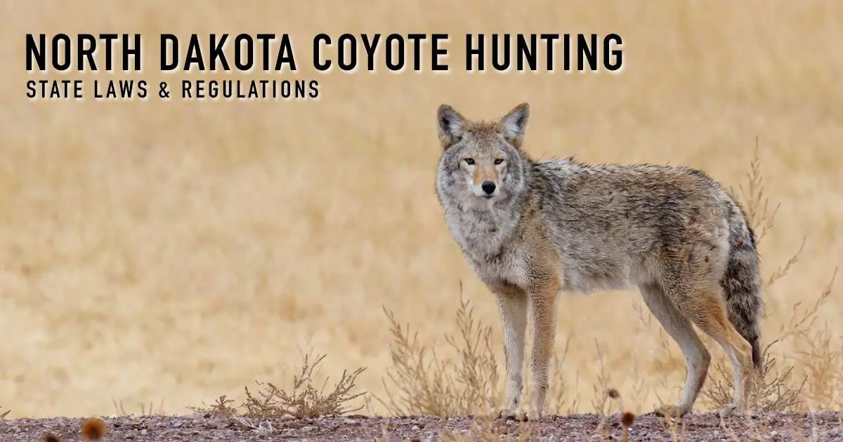 North Dakota coyote hunting — state laws and regulations, over a photograph of a coyote