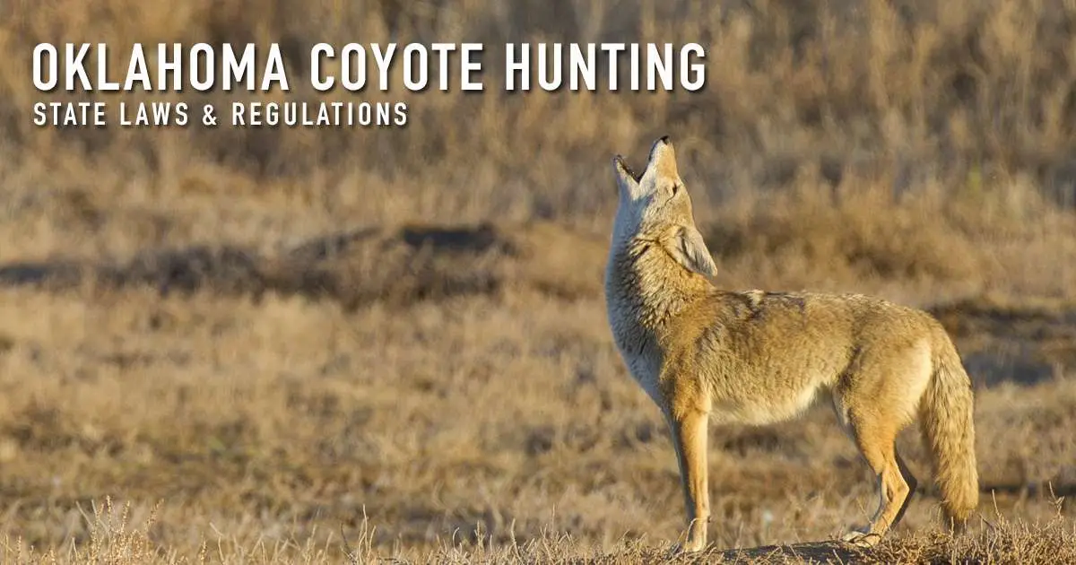 Oklahoma coyote hunting — state laws and regulations, over a photograph of a coyote