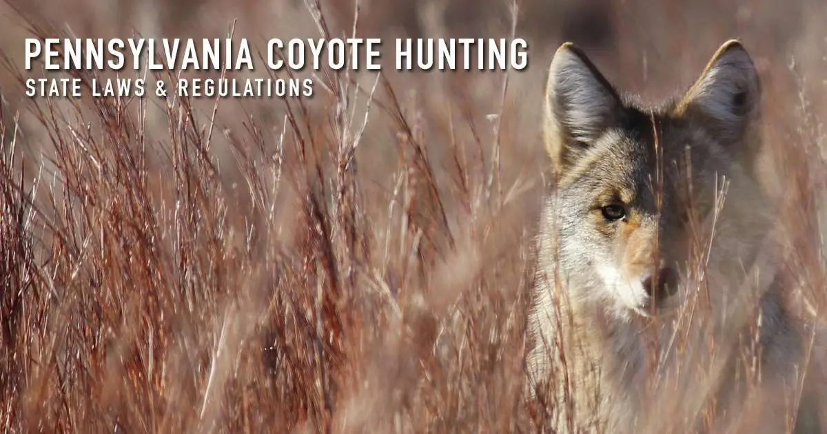Pennsylvania coyote hunting — state laws and regulations, over a photograph of a coyote