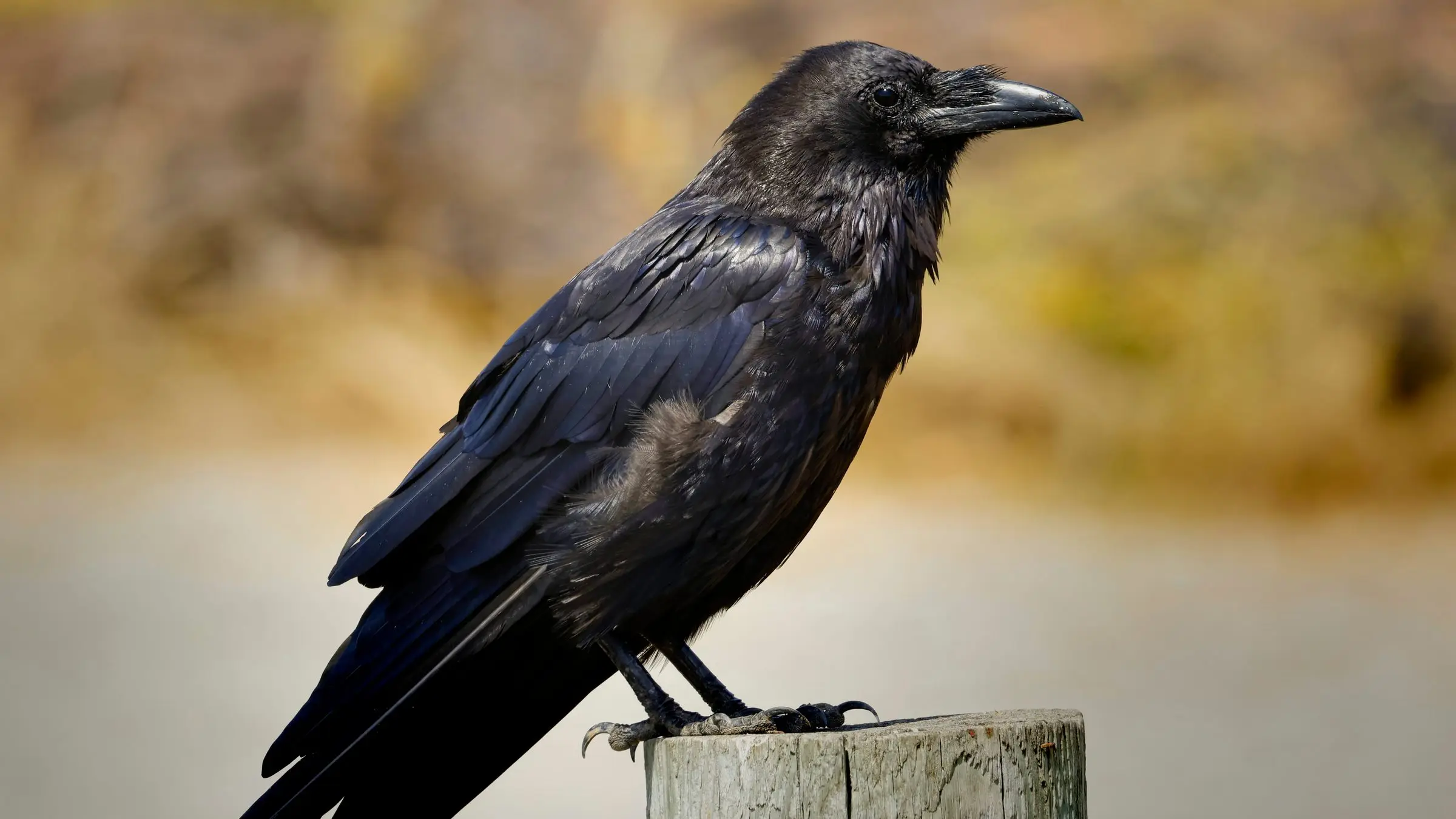 A common raven perched on a weathered wooden fence post, head turned in profile, open ground blurred behind it.