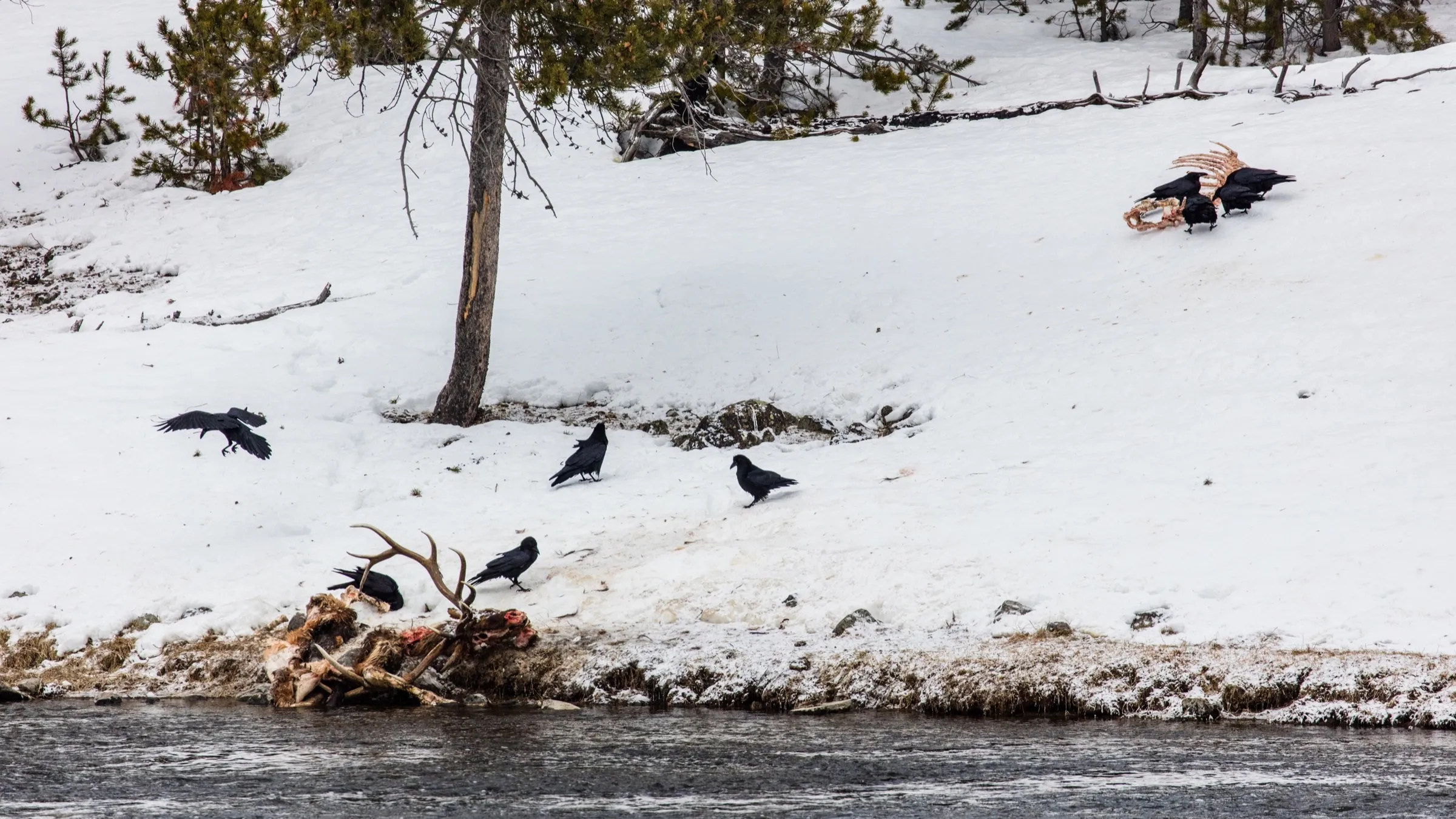 Ravens spread across a snowy riverbank around two elk carcasses