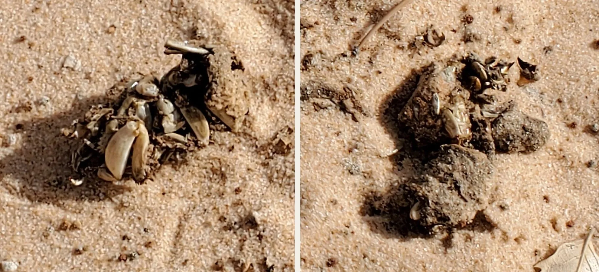 Two close crops from one photograph of coyote scat on sand, both piles showing pale grasshopper legs and wing cases packed into the droppings