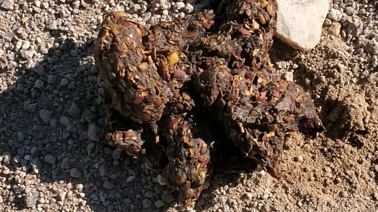 Coyote scat on desert gravel studded throughout with pale pine nut shell fragments