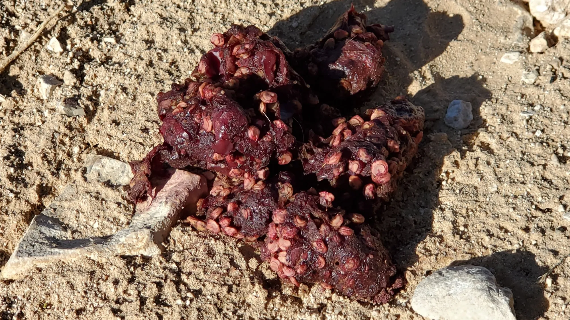 Coyote scat stained deep magenta and studded with the seeds of prickly pear fruit