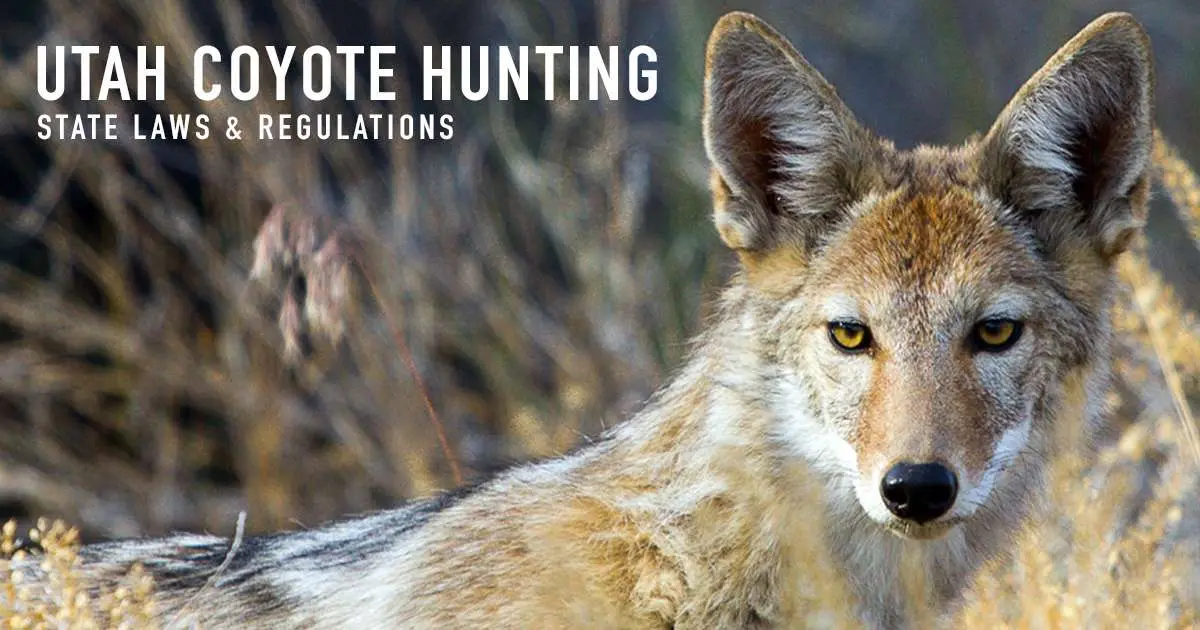 Utah coyote hunting — state laws and regulations, over a photograph of a coyote