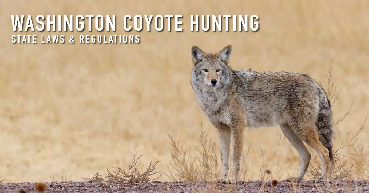 Washington coyote hunting — state laws and regulations, over a photograph of a coyote